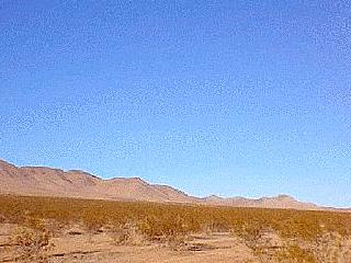 stoddard wells road, victorville, barstow, stoddard valley ohv area, blm, high desert, wilderness, mojave, desert photos, flower photos, wild flower pictures, california, recreation, san bernardino county, mojave, desert, california, near victorville, apple valley, barstow, hesperia, phelan, el mirage, attraction, recreation, travel, feature, scenic, photo tour, life, plants, BLM, Bureau of Land Management, dirt bikes, off road, newberry wilderness, desert photo