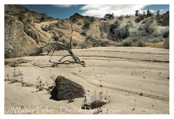 Porcupine Wash Smoketree Wash Pinto Basin Fried Liver Wash Cottonwood Spring Colorado Desert Mastodon Peak