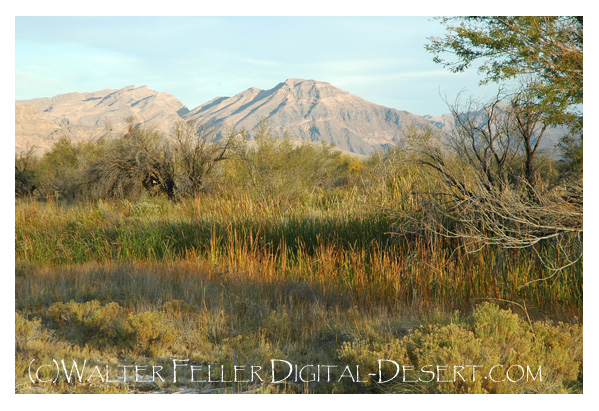 a general view of plants at Ash Meadows