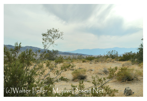 Bajada nature trail in Joshua Tree