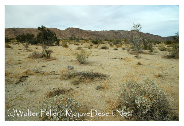 Bajada nature trail. Colorado Desert