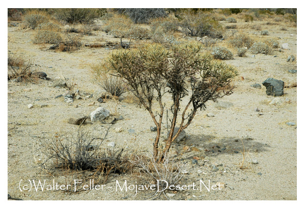 cactus on the Bajada trail
