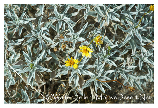 Brittle bush flowers