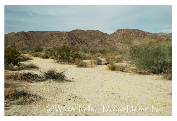 Dry wash habitat, Bajada trail