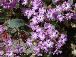 sand verbena