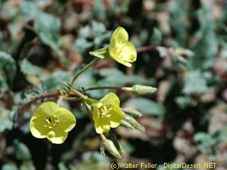 yellow cups