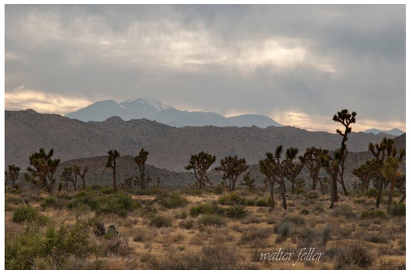 Joshua Tree woodland in Joshua Tree National Park, Queen Valley