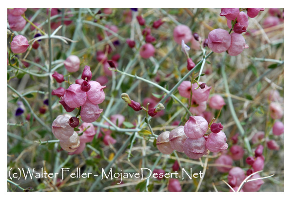 Paperbag bush in Mojave Desert
