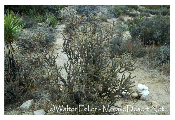 Pencil cholla cactus in Joshua Tree on the Skull Rock trail