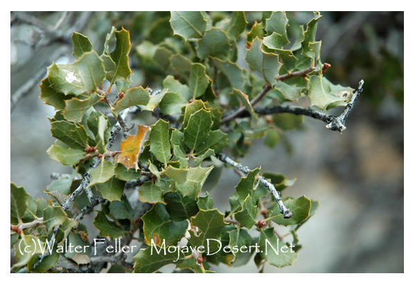 Turbinella oak, Skull Rock