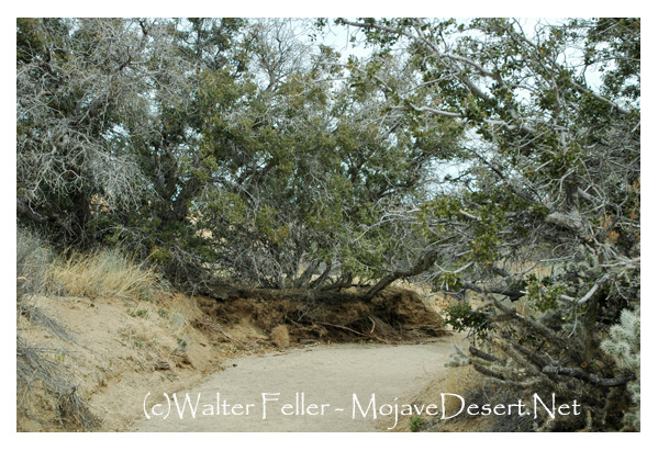 Desert wash