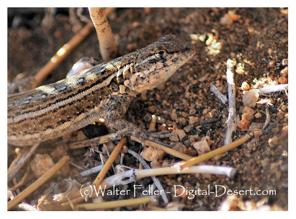 photo of lizard in Joshua Tree National Park - Nature in the Mojave Desert