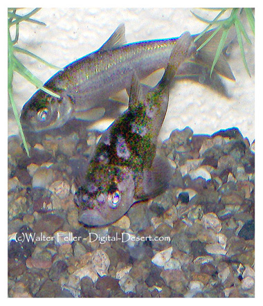 photo of Mohave tui chub, a rare and endangered speices of Mojave Desert fish
