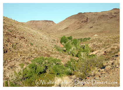 photo of Piute Creek trail