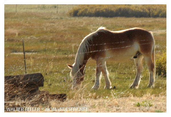 horses - a major reason to trade with California