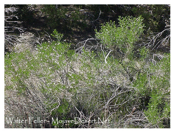 Golden bush in desert