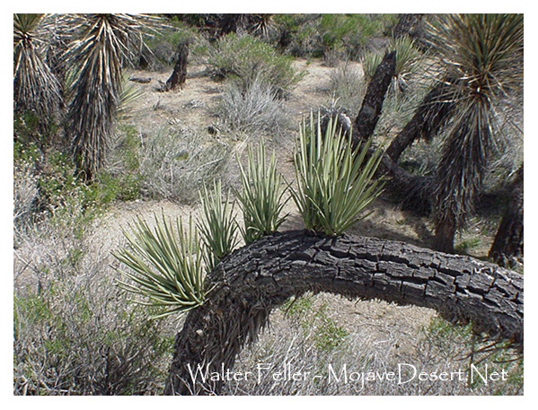crown sprouts on Joshua tree