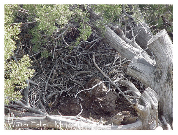 Uses for juniper in the Mojave Desert