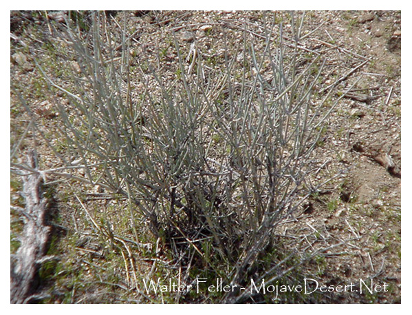 Mormon tea plant