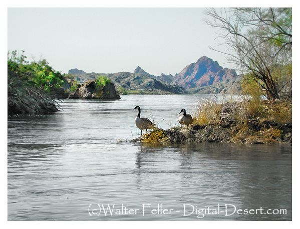 Topock Marsh, Topock Gorge