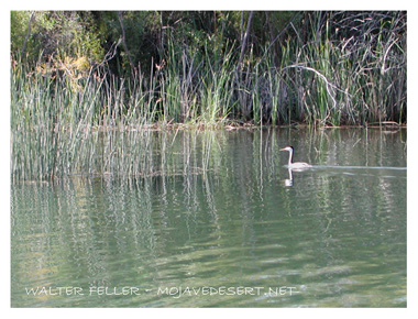 Clarke's or Western Grebe
