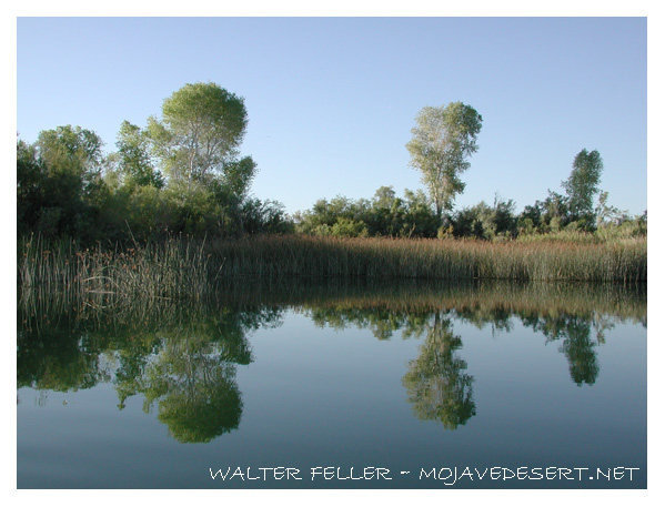 Picture of Topock Marsh in Havasu National Wildlife Refuge