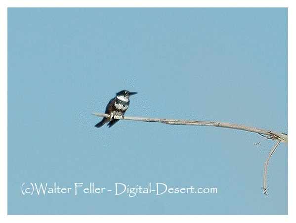 belted kingfisher