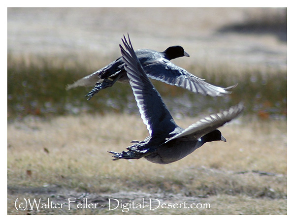 birds; american coot, mud hen
