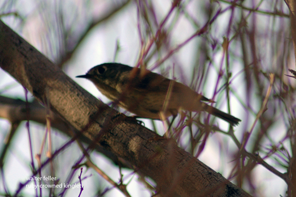ruby-crowned kinglet