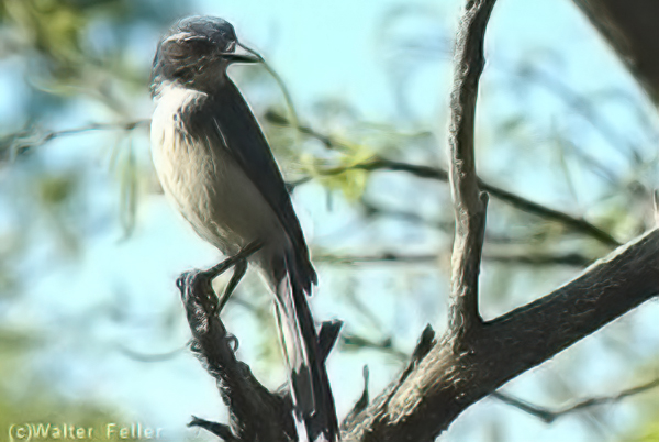 Explore the life and habits of the Western Scrub-Jay, a familiar blue-and-gray bird known for its loud calls and food caching behavior.