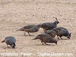 wildlife -