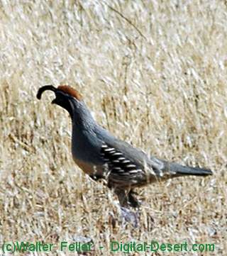 wildlife -