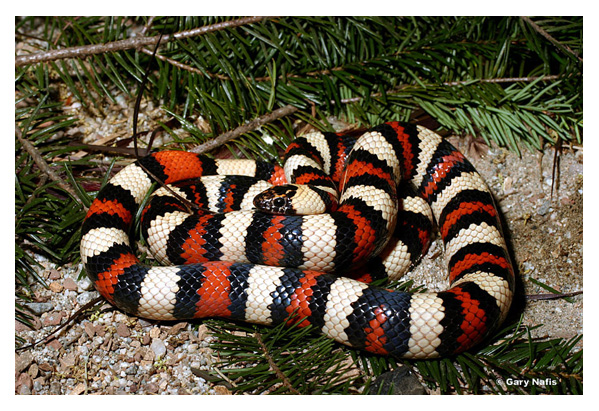 California mountain kingsnake