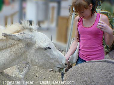 Burro in Oatman, Az.