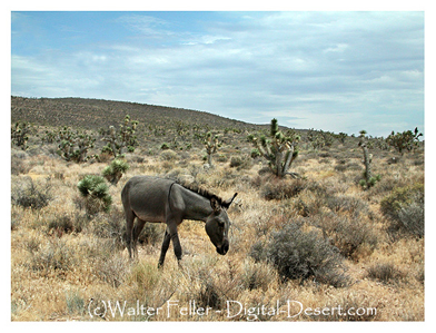 Burro near Red Rock Canyon, Las Vegas